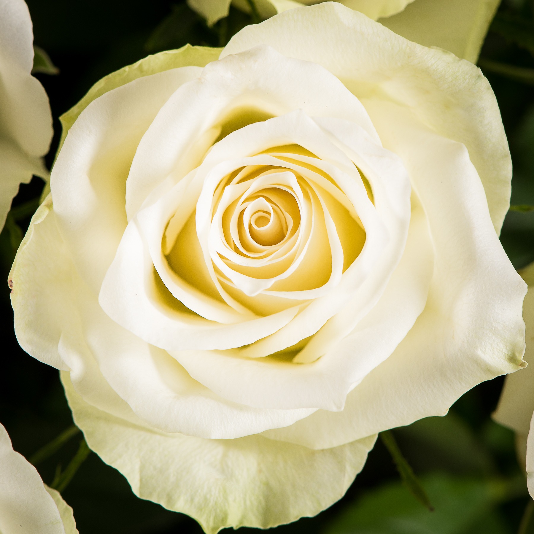 Close up photography of a white rose